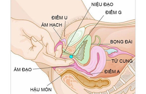 Lưu ý kiểm tra tốc độ rung bằng tay trước khi sử dụng trực tiếp trên vùng kín