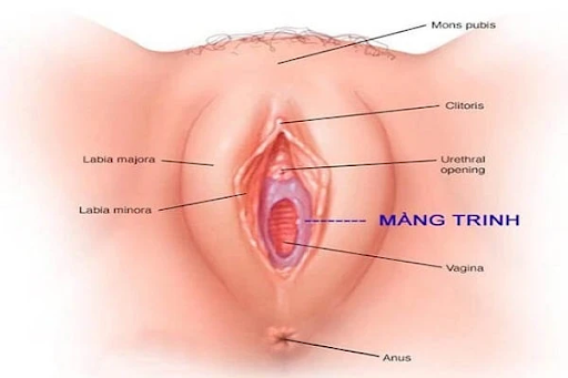 Màng trinh và chức năng của nó 